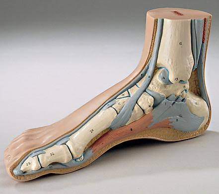Human Foot Anatomy Models